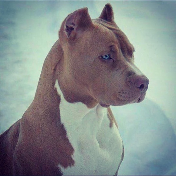 Meet your Posher, Tavis - Picture 1 of 1